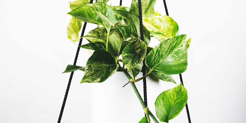 2026世界杯主办城市之一洛杉矶体育场馆建设最新进展航拍图